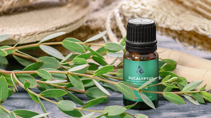 Importance of Eucalyptus Essential Oil