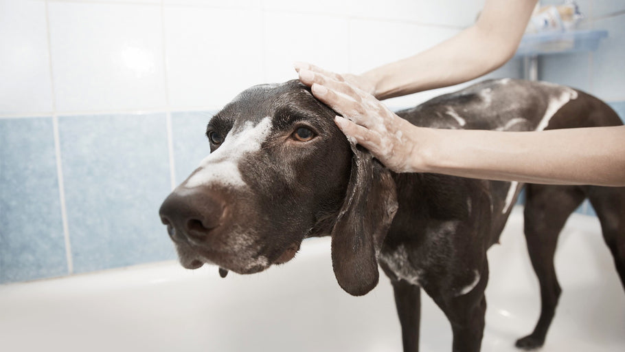 Importance of Using Natural Dog Shampoo